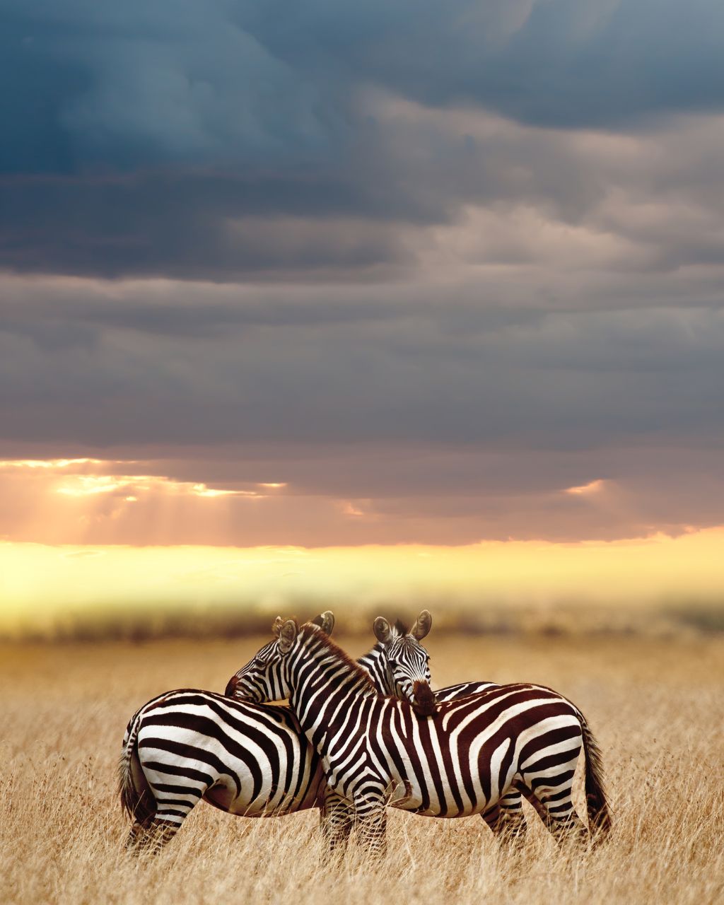 Serengeti