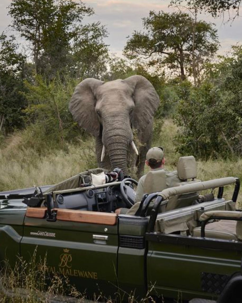 Silver South Africa Safari