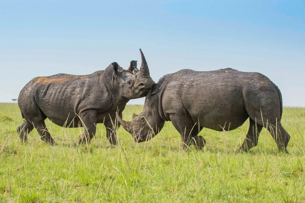 How to Plan an African Safari Package: 5 Essential Steps
