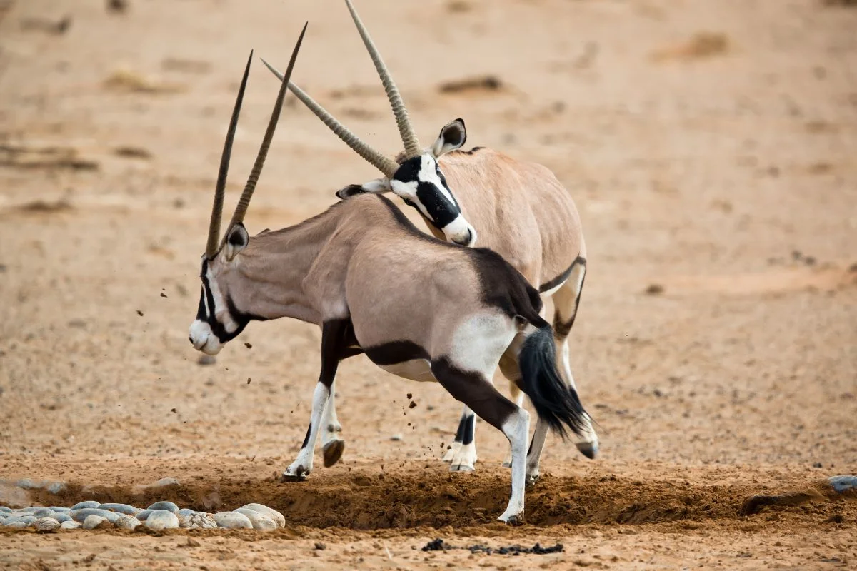 African Safari Animal Cards (Free Download)