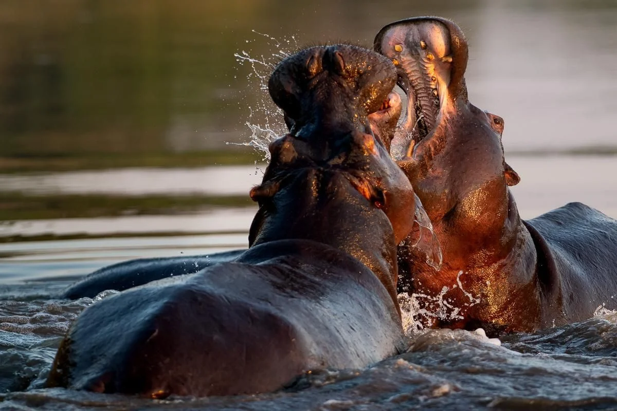 Top 5 Things to Do in South Africa: Safaris, Coast and Winelands