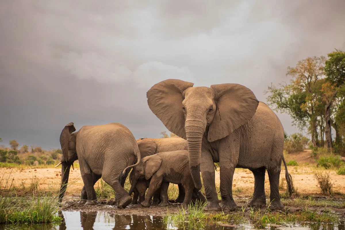 Kruger Park Safari Infographic Guide for 2026 / 2027