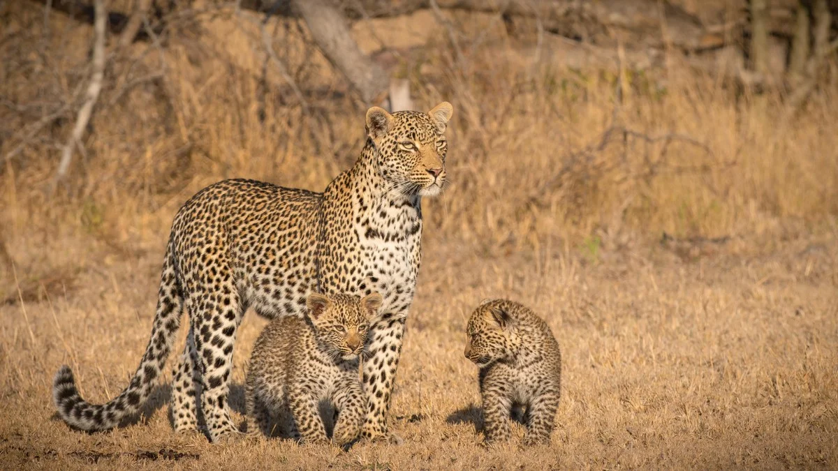 Sabi Sand Safari