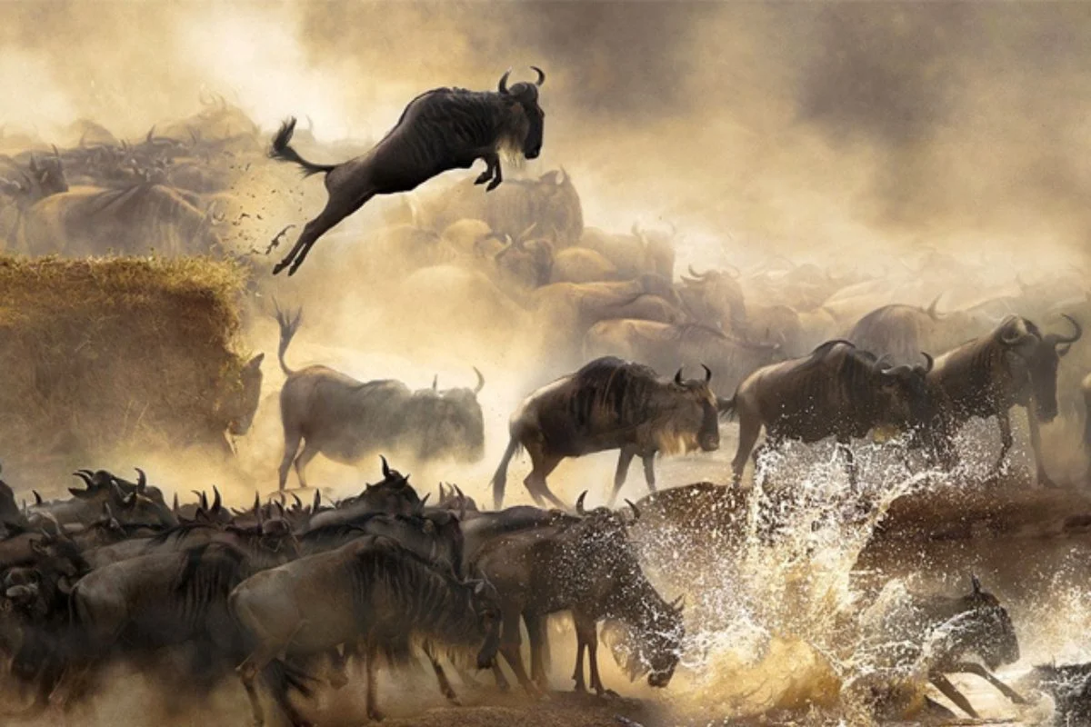 Tanzania Honeymoon Packages: Luxury Safari Costs 2026 / 2027