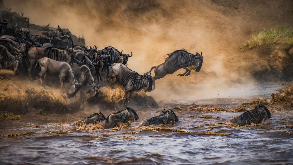 Kenya Honeymoon Packages: Safari, Migration and Luxury